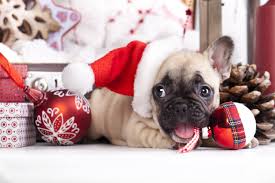 Breeders of merit are denoted by level in ascending order of: The Twelve Breeds Of Christmas The French Bulldog Tevra Pet