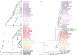 Image result for Xerophyta equisetoides