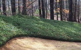 We did not find results for: 13 Blue Pacific Juniper Ideas Ground Cover Juniper Blue Pacific Juniper
