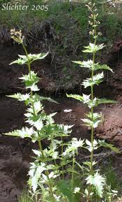 Image result for Landolphia lanceolata