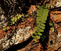 Image result for Adiantum incisum