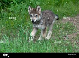 Image result for wolf cub