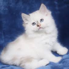 Favorite this post sep 22. Lilac Ragdoll Kittens For Sale Archives Online Shop