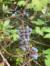 Image result for Vitis sp.
