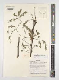 Image result for Prosopis pallida
