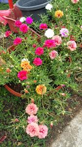 Se la pianta ha sempre. Pin By Zesar On Plants Beautiful Flowers Portulaca Flowers Trees To Plant