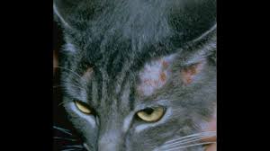 British Shorthair Mantar Youtube