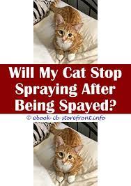 17 All Time Best Cat Spraying Carpets Cat Spray Male Cat Spraying Cats