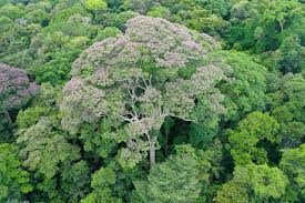 We did not find results for: How Do The Largest Tropical Trees React To Climate Change Florida News Times