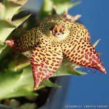 Image result for Orbea longidens