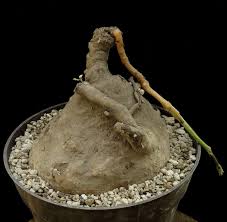 Image result for Raphionacme