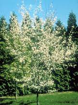 Maybe you would like to learn more about one of these? 10 Best Trees For Wisconsin Landscapes American Tree Experts