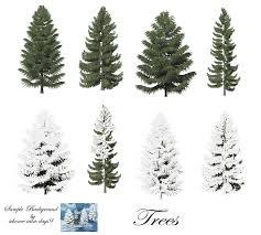 Pine Trees Png Stock By Mysticmorning On Deviantart Tree Photoshop Pine Tree Tattoo Palm Trees Painting