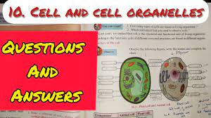 What are the 8 organelles and their functions. 10 Cell And Cell Organelles Questions And Answers Exercise Class 8 Science Chapter 10 Ssc Youtube