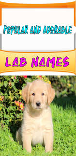Please make a choice a male dog name a female dog name a unisex dog name. Best Dog Names For Labrador Retriever Puppy Names Puppies Names Female Cute Names For Dogs