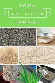 Grass Cat Litter Cat Litter Natural Cat Litter Cat Care Tips