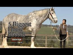 World S Largest Shire Horse Jobs Ecityworks