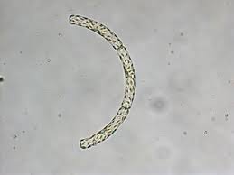 Image result for Dignathia gracilis