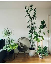 Pin By Nur Didi On Botanical Style Updating House Interior Plants Plant Decor