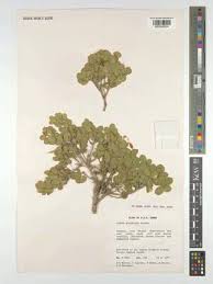 Image result for Cadaba glaberrima