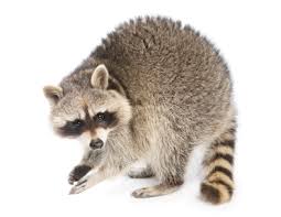 What Does A Raccoon Look Like Raccoon Description Critter Control