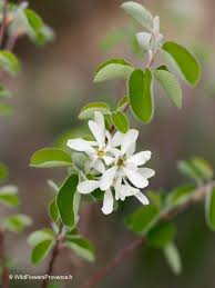Image result for Amelanchier ovalis