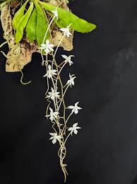 Image result for Aerangis ugandensis