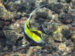 13 Finding Nemo Fish Species In Real Life With Pictures Underwater World Underwater Pictures Ocean Ecosystem