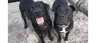 While more research is needed, he believes that treating vitamin d deficiency may offer a new way to help reduce the risk for oud and bolster existing treatments for the disorder. Vitamin D Deficiency In Dogs Nasc Live