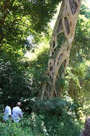 Image result for Ficus bubu