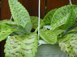 Pin On Plants