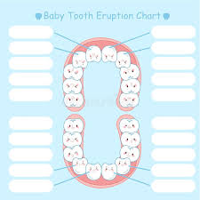 Tooth Eruption Stock Illustrations 279 Tooth Eruption