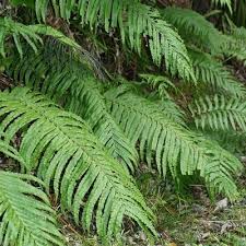 Image result for Blechnum tabulare