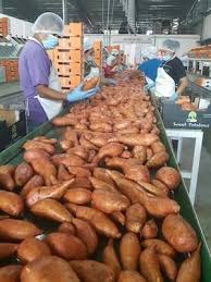 Maybe you would like to learn more about one of these? Sweet Potatoes From Central America To Sustain Europe S Growing Appetite Freshfruitportal Com