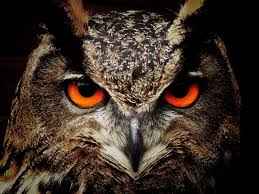 Creepy Bird With Big Eyes Download Hd Wallpapers Of 317765 Photography Animals Birds Owl Free Download High Quality And Widescreen Resolutions Deskt Owl Eyes Owl Photos Owl Pictures