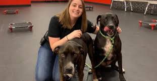 We offer this unique puppy board and train program helping to get your puppy off on the right foot. Best Dog Obedience Training In Orlando Fl Orlando Puppy Trainers