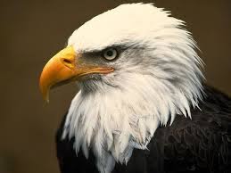Maybe you would like to learn more about one of these? American Bald Eagle