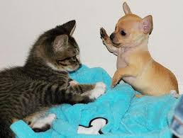 Cats And Dogs Reveal The Secrets Of Making Friends Cute Animals Cute Animal Pictures Animals Doing Funny Things