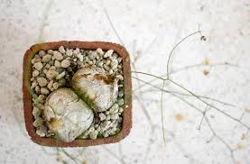 Image result for Schizobasis