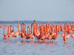 All flamingos belong to the bird family phoenicopteridae, and they are the only members of that scientific bird family. Flamingo Guide How To Identify Each Species And Where To See Discover Wildlife