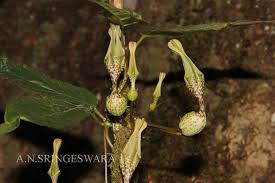 Image result for Ceropegia incana