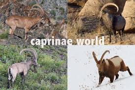 Asiatic Ibex Capra Sibirica