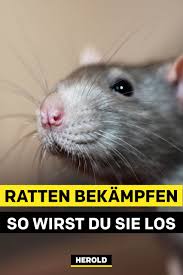 Bild sprach mit einer expertin, wie man dem vorbeugt und was zu tun ist, falls es doch zum ernstfall kommt. Pin Auf Schadlinge Bekampfen Garten Haus