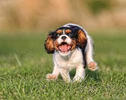 Enter your email address to receive alerts when we have new listings available for black and tan cavaliers for sale. Hd Wallpaper Black Tan And White Cavalier King Charles Spaniel Puppy Grass Wallpaper Flare