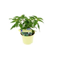 Blu Bio Ananas Salbei Topf O Ca 12 Cm Salvia Kaufen Bei Obi Ananassalbei Salbei Ananas