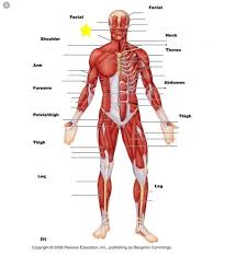 Almost every movement in the body is the outcome of muscle contraction. Names Of Muscles Human Body Muscles Name Human Body The Structure Of Smooth Cardiac And Skeletal Muscle And Where They Are Found Kary Cam