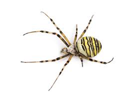 Thought Britain Was Free From Biting Spiders These Are The