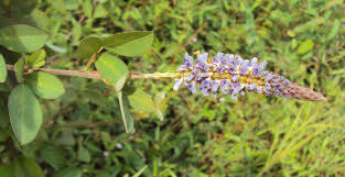 Image result for Grona heterocarpos