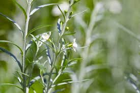 Image result for Gomphostigma