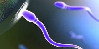 Traitement naturel de l’hyperspermie